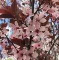 Prunus cerasifera 'Pissardii' / śliwa wiśniowa
