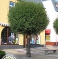 Prunus eminens 'Umbraculifera' / wiśnia osobliwa