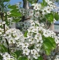 Pyrus calleryana 'Chanticleer' / grusza drobnoowocowa