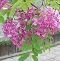 Robinia hispida 'Macrophylla' / akacja szczeciniasta