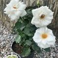 Rosa Kailani TM Castle®Poulpal / róża rabatowa