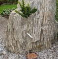 Euonymus planipes / trzmielina płaskoogonkowa