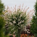 Salix integra 'Hakuro-Nishiki' H / wierzba całolistna / wierzba japońska