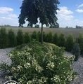 Ulmus 'Camperdownii' / wiąz górski