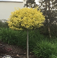 Euonymus fortunei 'Emerald'n Gold' / trzmielina Fortune’a / trzmielina pnąca