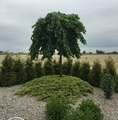 Ulmus 'Camperdownii' / wiąz górski