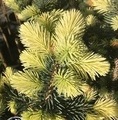 Picea pungens 'Białobok' / świerk kłujący