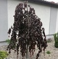 Fagus sylvatica 'Purpurea Pendula' / buk zwyczajny