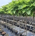 Catalpa bignonioides 'Nana' / katalpa / surmia