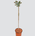 Picea sitchensis 'Silberzwerg' / świerk sitkajski