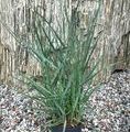 Panicum virgatum 'Heavy Metal' / proso rózgowate