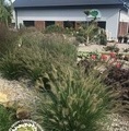 Pennisetum alopecuroides 'Hameln' / rozplenica japońska