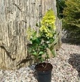 Hydrangea paniculata 'Silver Dollar' / hortensja bukietowa 