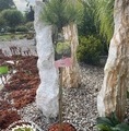 Pinus mugo 'Ophir' / sosna górska