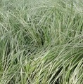 Calamagrostis x acutiflora 'Overdam' / trzcinnik ostrokwiatowy