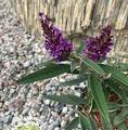 Buddleja davidii 'Butterfly Candy Little Lila'® / budleja Dawida