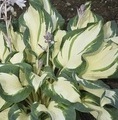Hosta sieboldiana 'Hans'® / funkia