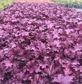 Heuchera hybrida 'Forever® Purple' / żurawka