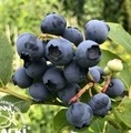 Vaccinium corymbosum 'Bluegold' / borówka amerykańska / borówka wysoka