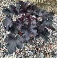 Heuchera hybrida 'Black Pearl' / żurawka
