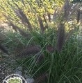 Pennisetum alopecuroides 'Red Head'