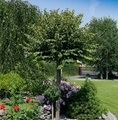 Tilia cordata 'Simone' / lipa drobnolistna