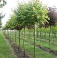 Tilia cordata 'Simone' / lipa drobnolistna