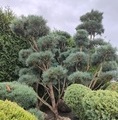 Pinus sylvestris 'Watereri' / sosna zwyczajna