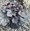 Heuchera hybrida 'Silver Gumdrop' PBR / żurawka