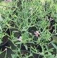 Verbena bonariensis 'Lollipop' / werbena patagońska 'Lollipop'
