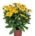 Rudbeckia x hybrida 'Sunbeckia®Ophelia' / rudbekia 