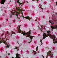 Phlox paniculata 'Early®Pink' / floks wiechowaty