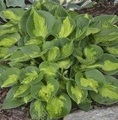 Hosta sieboldiana 'Pocketfull of Sunshine'® / hosta