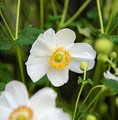 Anemone hybrida 'Summer Breeze Snow' / zawilec mieszańcowy