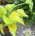 Hosta hybrid 'Wide Brim' / funkia
