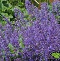 Nepeta faassenii 'Purrsian Blue'PBR / kocimiętka