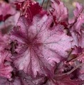 Heuchera hybrida 'Rex Purple® / żurawka