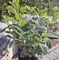Prunus laurocerasus 'Novita' / laurowiśnia