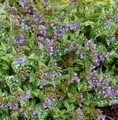 Pulmonaria 'Trevi Fountain' / miodunka