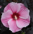 Hibiscus hybrida 'Starry Night' / hibiskus bylinowy