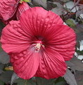 Hibiscus moscheutos 'Summerific® Holy Grail' / hibiskus bagienny / hibiskus bylinowy