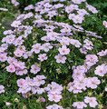 Geranium hybridum 'Frivolius Pink' / bodziszek