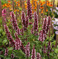 Agastache hybrida 'Beelicious® Pink' / kłosowiec