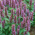 Agastache hybrida 'Beelicious® Purple' / kłosowiec
