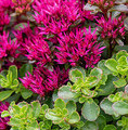 Sedum spurium 'Deep Rose' PBR / rozchodnik