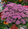 Sedum telephium 'Cloud Walker' / rozchodnik okazały