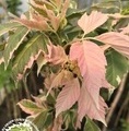 Acer negundo 'Flamingo' / klon jesionolistny