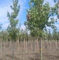 Acer rubrum / klon czerwony