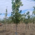 Acer rubrum / klon czerwony