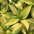 Hosta 'Great Expectations' / funkia